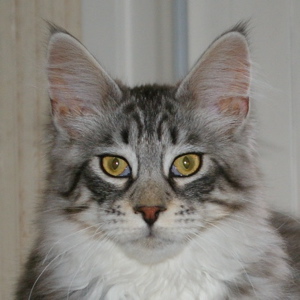 Fructidor Kiwi