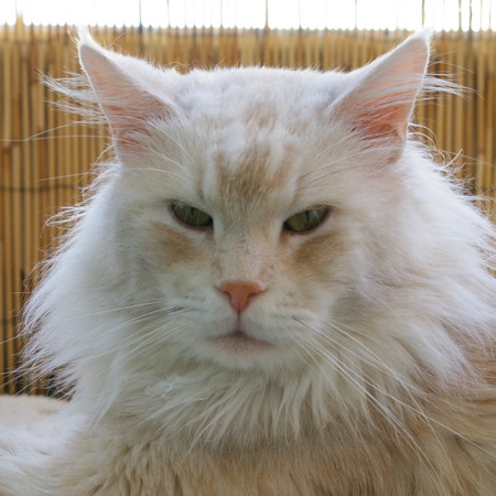 Struves Lafayette of Phixius Star