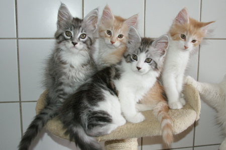 Phixius Star Chatons Jedi 2014 Phixius Star Chatons Jedi 2014