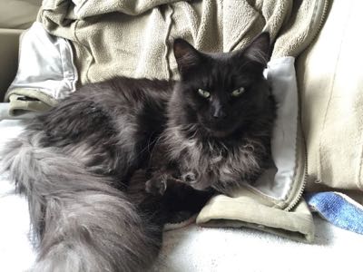 Phixius Star Olympe