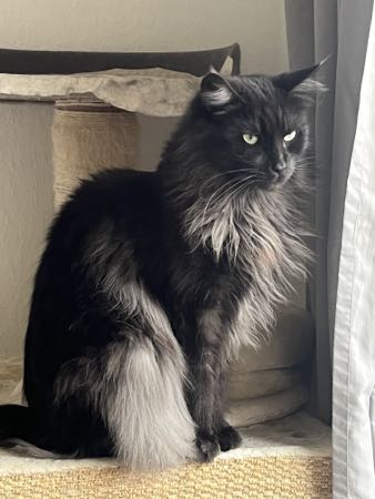 Phixius Star Olympe