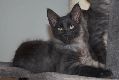 Phixius Star Olympe