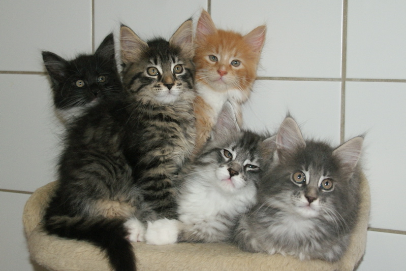 Phixius Star Chatons 1001 Nuits Phixius Star Chatons 1001 Nuits