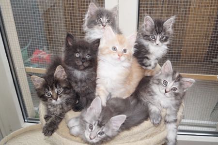 Phixius Star Chatons BabyBoom 2016 Phixius Star Chatons BabyBoom 2016