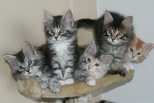 Phixius Star Chatons Be Happy Phixius Star Chatons Be Happy