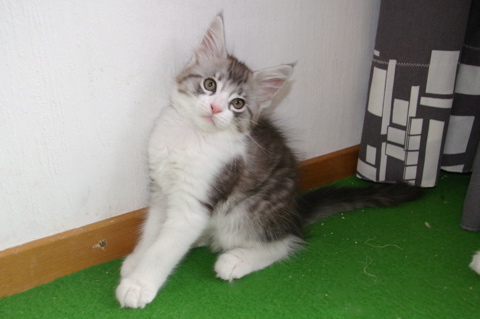 Phixius Star Gin Kiwizz