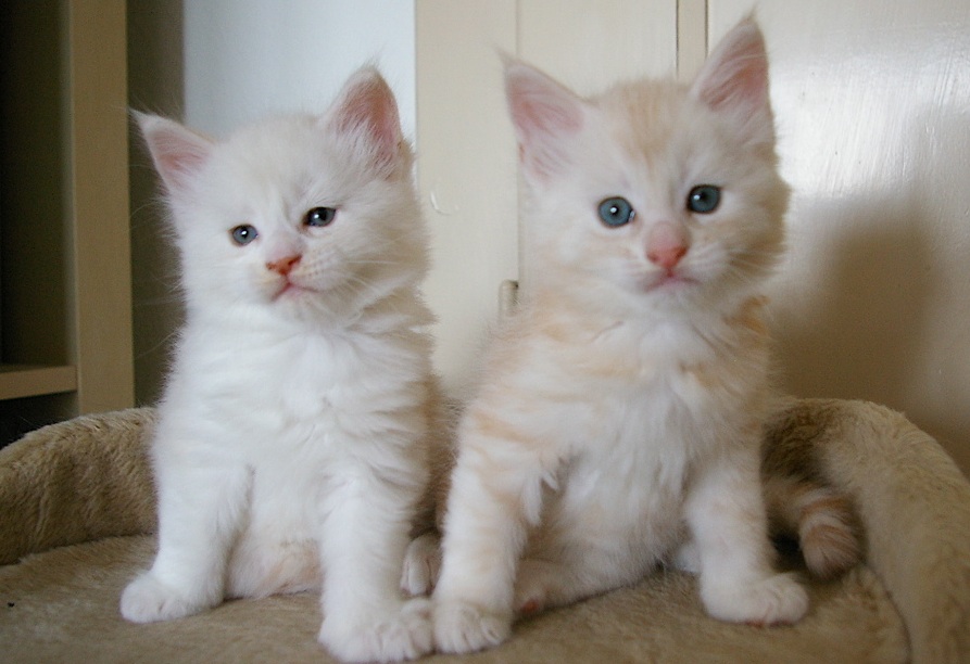Phixius Star Chatons Dessert Phixius Star Chatons Dessert