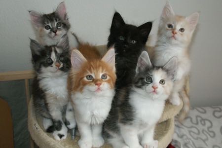 Phixius Star Chatons Little 2015 Phixius Star Chatons Little 2015