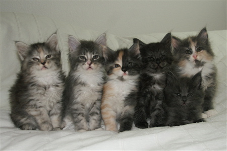 Phixius Star Chatons Junior 2014 Phixius Star Chatons Junior 2014