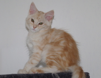Phixius Star Gringo