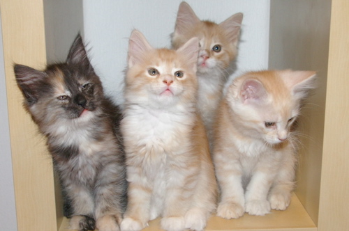 Phixius Star Chatons Meli Melo Phixius Star Chatons Meli Melo