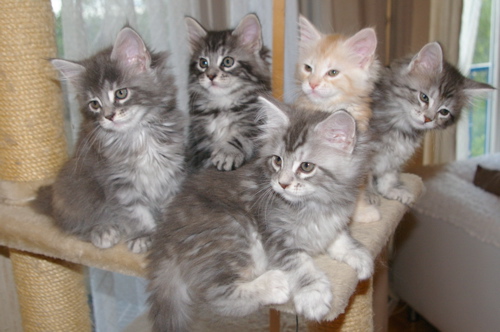 Phixius Star Chatons Toy Story Phixius Star Chatons Toy Story