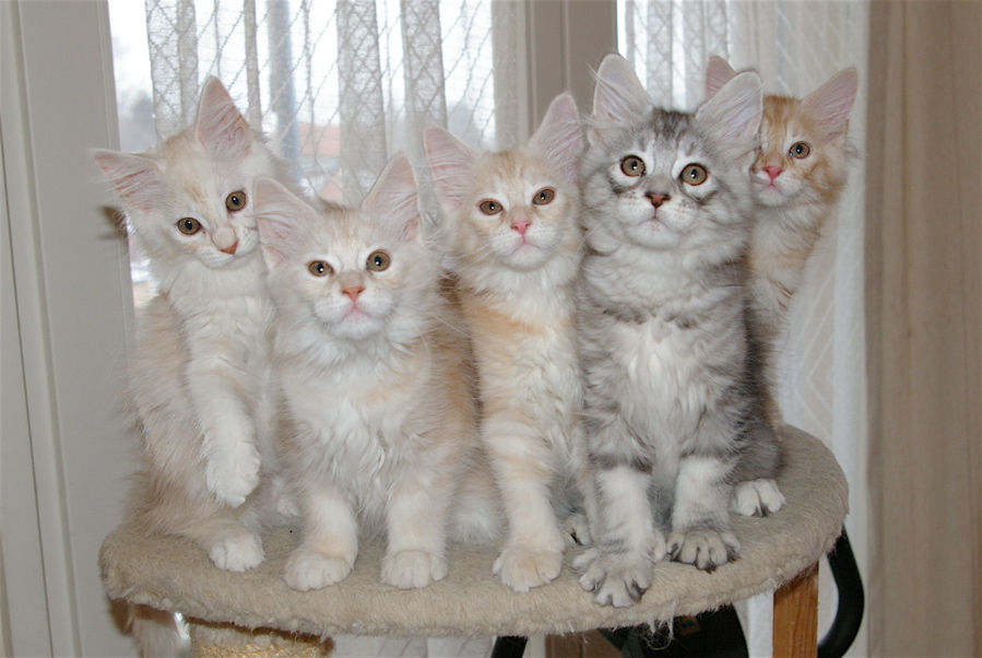 Phixius Star Chatons Dream Team Phixius Star Chatons Dream Team