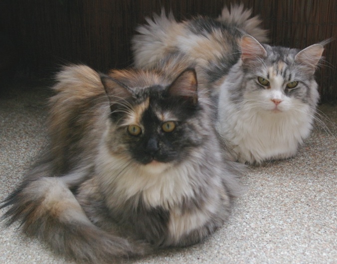 Phixius Star Maine Coon pictures