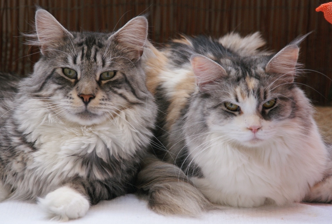 Phixius Star Maine Coon pictures