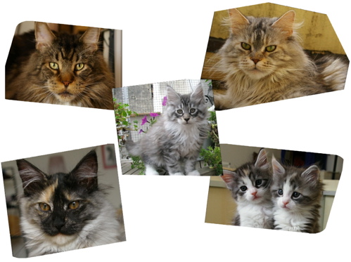 Phixius Star - Maine Coon