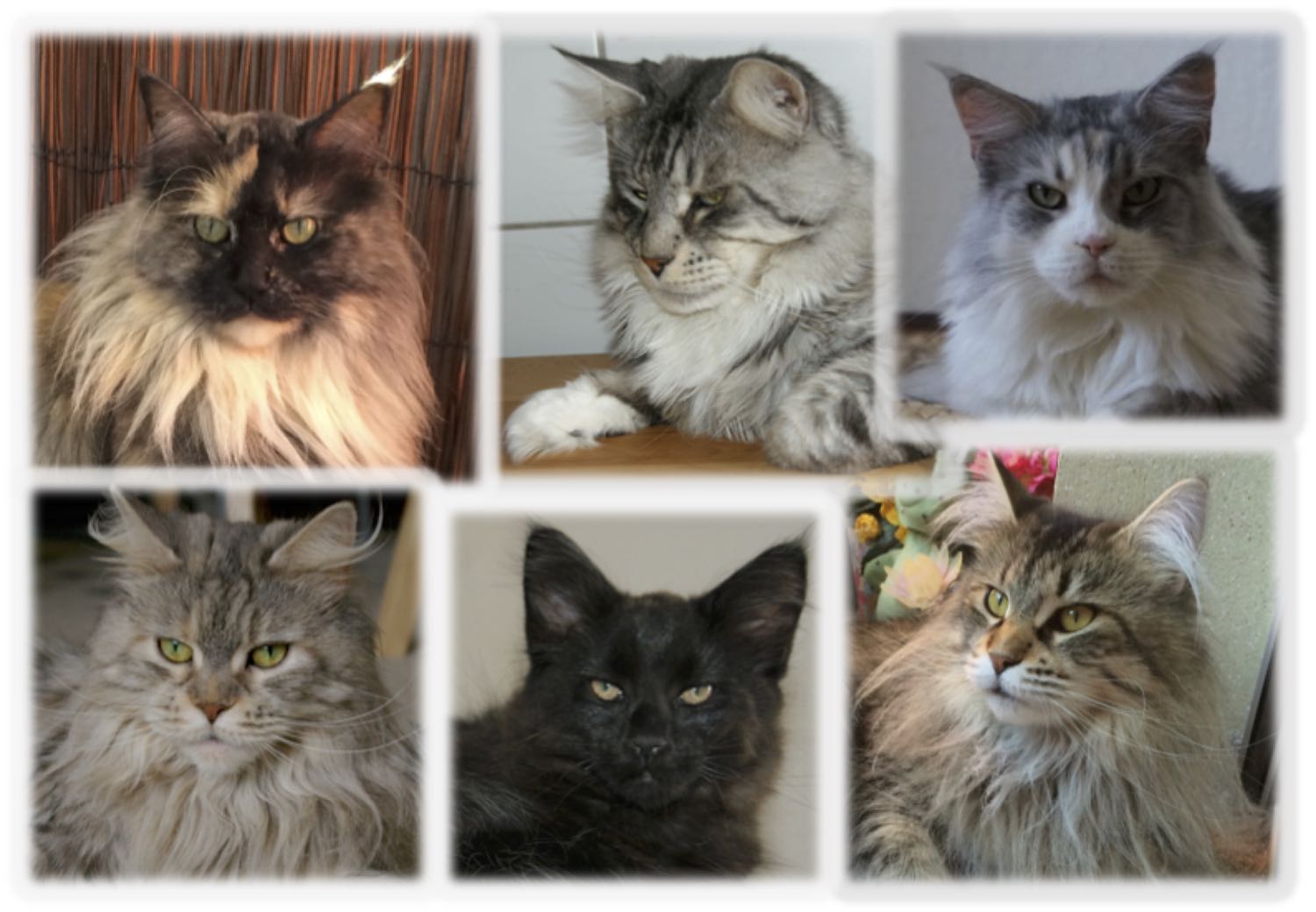 Phixius Star - Maine Coon